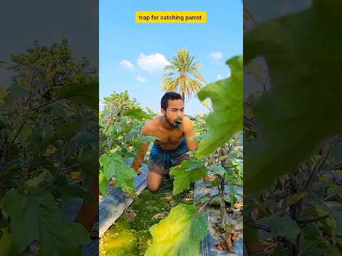 trap for catching parrot #comedy #funny #birds