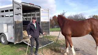 Self Loading your horse in trailer One Minute With Cathy