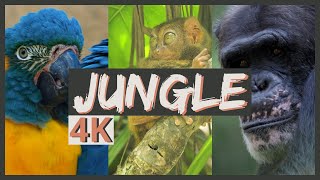 4K Exotic Animals Screensaver | Relaxing Music and Jungle, Monkeys &amp; Tropical Bird Sounds for Rest