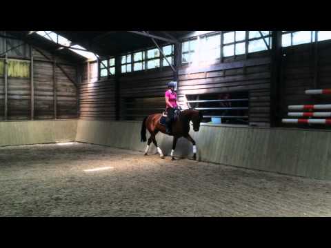 "GAGA" mare, born 2011 by Bretton Woods x Saros vt Gestelhof**FOR SALE**