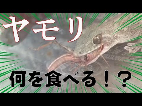 ヤモリは何を食べるの?
