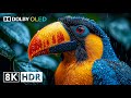 8K HDR 120FPS Dolby Vision 8K Video ULTRA HD