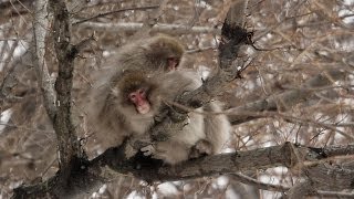 preview picture of video '北限の猿 The northernmost snow monkeys in the world (Shot on RED EPIC)'