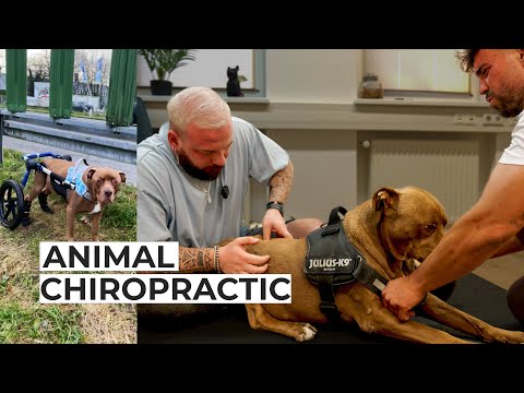 Er konnte nicht laufen.. | Bones Hands Animals | Animal Chiropractic