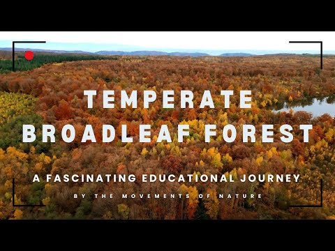 TEMPERATE BROADLEAF FOREST BIOME | 🍂🌳