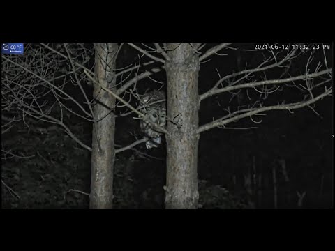 Barred Owl Fails Attempt at Frog at WCQ - 6.12.21