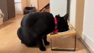 【黒猫】咀嚼音が気持ちいい