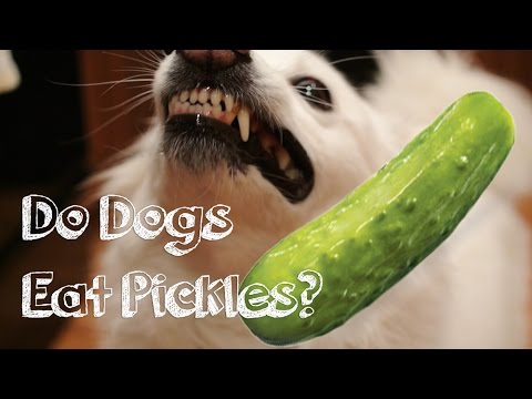 download lagu mp3 mp4 Can Dogs Eat Gherkins, download lagu Can Dogs Eat Gherkins gratis, unduh video klip Can Dogs Eat Gherkins