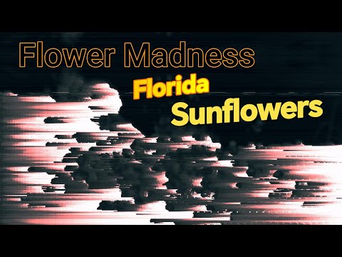 Florida Madness Florida Sunflowers