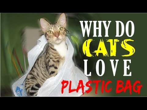[FAQ] Why Do Cats Love Plastic Bags