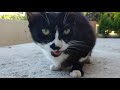 This Homeless Tuxedo Cat Looks So Cute When Eating Food