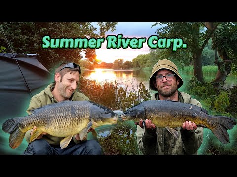 Summer River Carp Fishing. River Trent. Lots of Carp. Ep 20.
