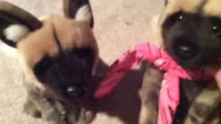 Rockabye baby Webkinz music video (listen with headphones)