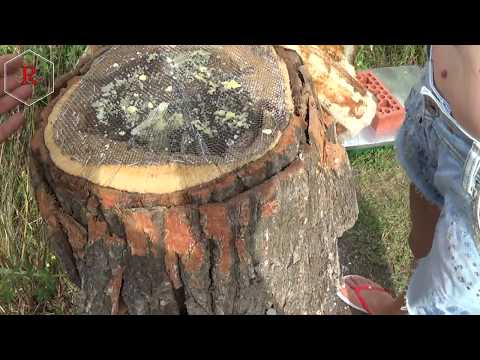 Слёт пчелы с колоды - причины и обстоятельства побега ???