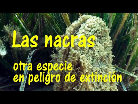 Pinna nobilis