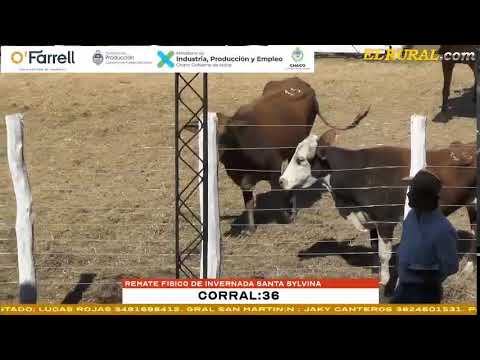 Remate Fisico de Invernada Santa Sylvina