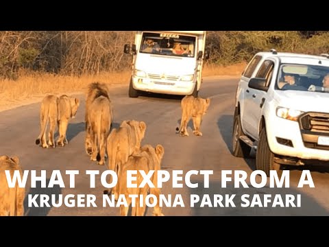 What to Expect from a Kruger National Park Safari