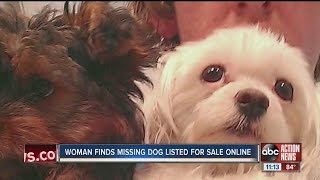 Woman finds missing dog listed for sale on Craigslist