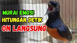 Download lagu FULL MATERI MEWAH🔥 Suara Pancingan Murai Batu Gacor AMPUH Menaikkan EMOSI Murai Agar Bunyi Gacor mp3 Download lagu FULL MATERI MEWAH🔥 Suara Pancingan Murai Batu Gacor AMPUH Menaikkan EMOSI Murai Agar Bunyi Gacor mp3