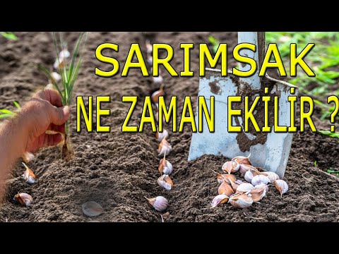 , title : 'SARIMSAK NE ZAMAN EKİLİR ?'