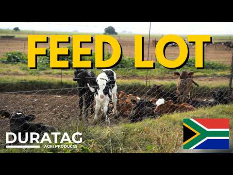 Feedlot Tour: How To Feed Cattle for Maximum Weight Gain
