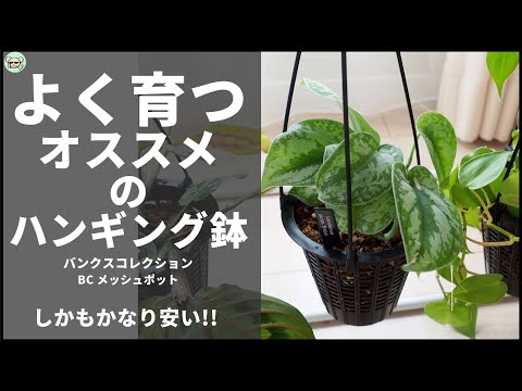 ハンギング多肉植物: 最も美しい 5 種類 トピックス