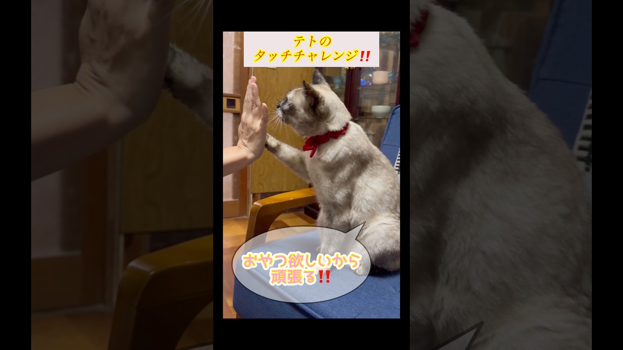 ペットのネコにハイタッチを覚えさせる