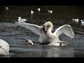Fighting Swans By Jeff Goodman Wildlife Video Courses