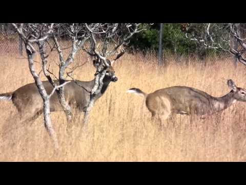 buck mounting doe