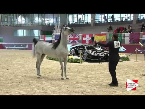 Milan SEWC 2016 - Colts (4A) - 1st place:  N.58 NASEEM AL RASHEDIAH