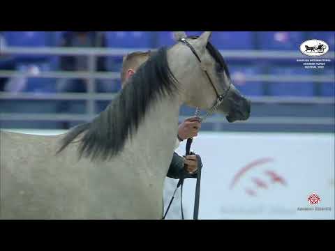 N 19 ERADAH ATHBAH   Sharjah International Arabian Horse Festival 2022   Yearling Fillies Section B