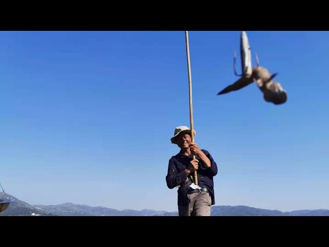 Traditional Fishing | How to Catch & Cook mudskipper by anchors 4-hook