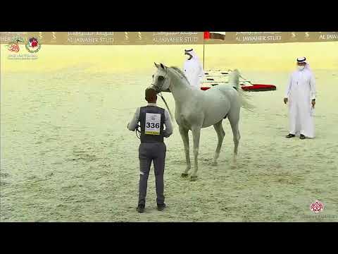 N.336 LVA MAXIMUS - UAE National Championship 2020 - Stallions 10+ Years Old (Class 12).mp4
