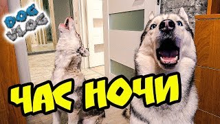 НИКОГДА НЕ СТАВЬ БУДИЛЬНИК НА ЧАС НОЧИ! (Хаски Бандит) Говорящая собака