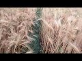 E Kawan Katni Rajaji Karawatani Tani Ji Trending Bhojpuri Funny Princemauryaoffical Viral