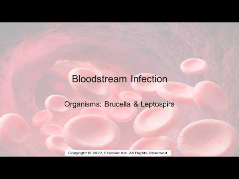 Bloodstream Infections Brucella and Leptospira