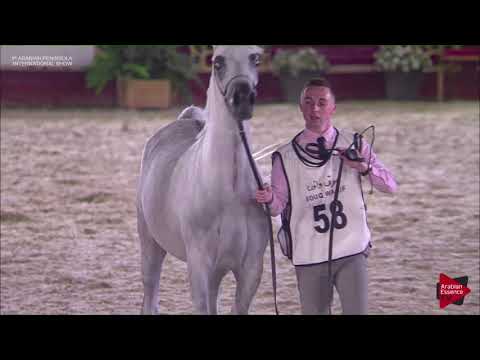 N.58 SHAHRAZAD AL WAAB - 2019 Qatar Int. Peninsula show - Fillies 3 years old (Class 3)