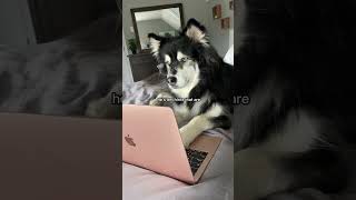 Proof my husky is trying to get rid of me ￼#husky #huskies #dogvideos