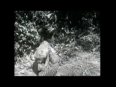 Sumatran Tiger V.s. African Lion Full Fight HD (Sumatra Kaplanı Afrika Aslanına Karşı Full Dövüş HD)