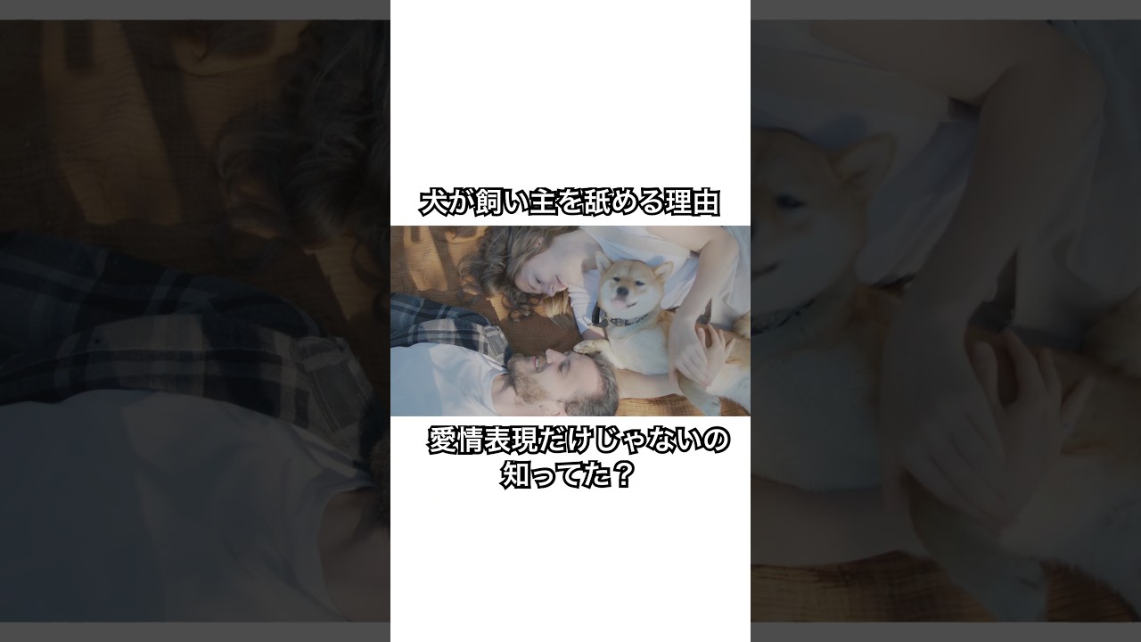 それ、愛情だけじゃない。犬が舐めてくる本当の理由