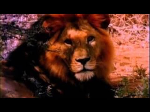 The Best Documentary Ever - Nature’s Great Events Episode 5: The Family Life of Animals – The Advent