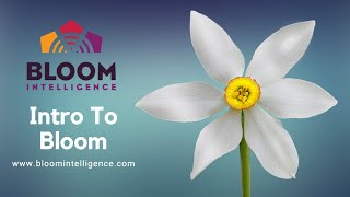 Intro to Bloom Intelligence