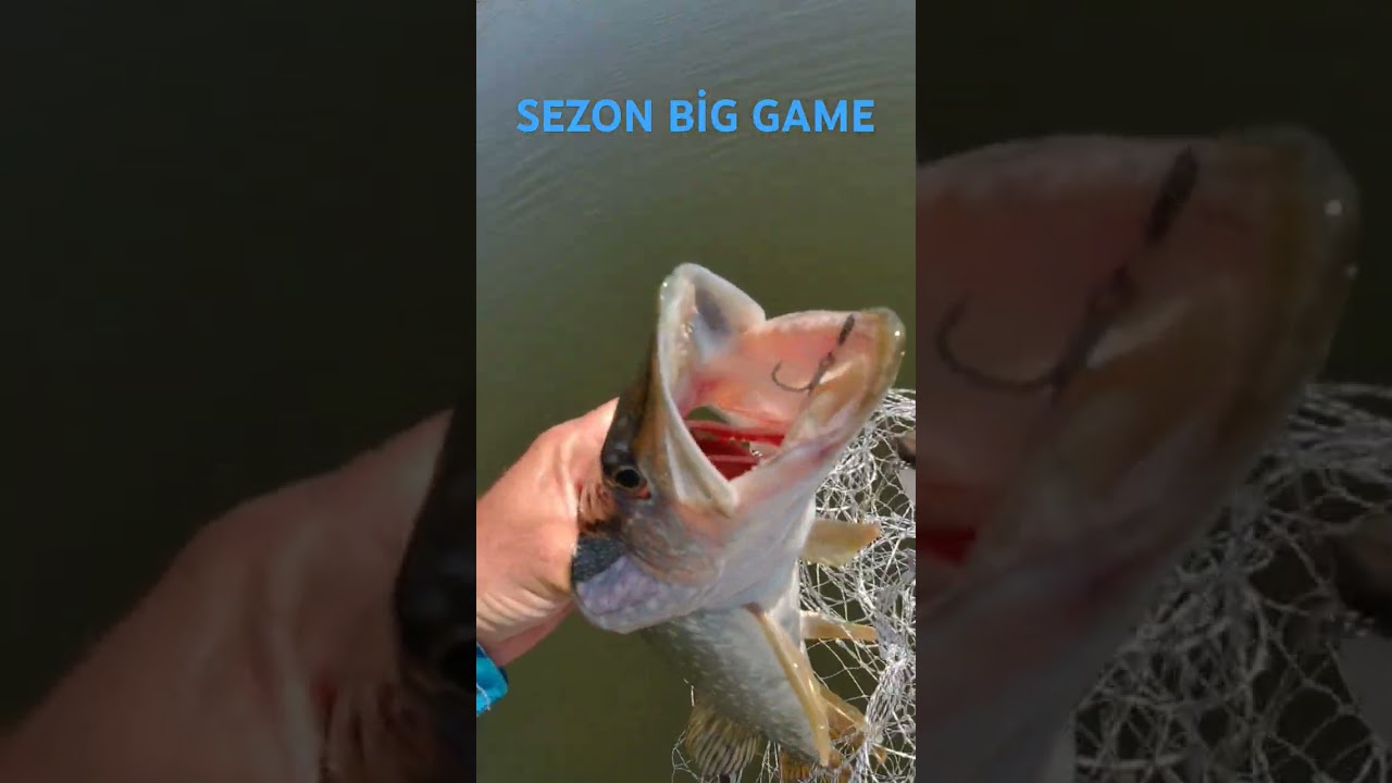 SEZON BİG GAME                                      #fishing #levrek #turnaavı #fish #pikefishing