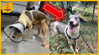 Rescue Dog Feels The Sun On His Face For First Time After 15 Years In A Cage