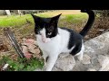 Cute Tuxedo Cat Wants Attention But He Is Very Worried