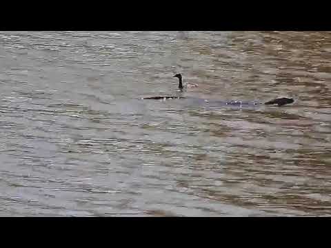 Djuma: Water Monitor Lizard followed by Little Grebes - 10:08 - 10/25/20