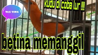 Download lagu Sura Anis merah betina memanggil jantan neraktak ngecip ngecir #vidio _youtube mp3