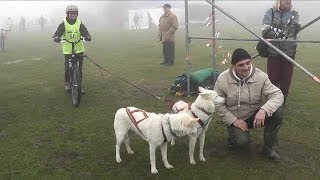 preview picture of video 'Hundeschlittenrennen, Schlittenhunderennen 2013 auf dem Hohen Dörnberg  von tubehorst1'