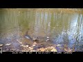 River Otter Catching And Eating A Frog