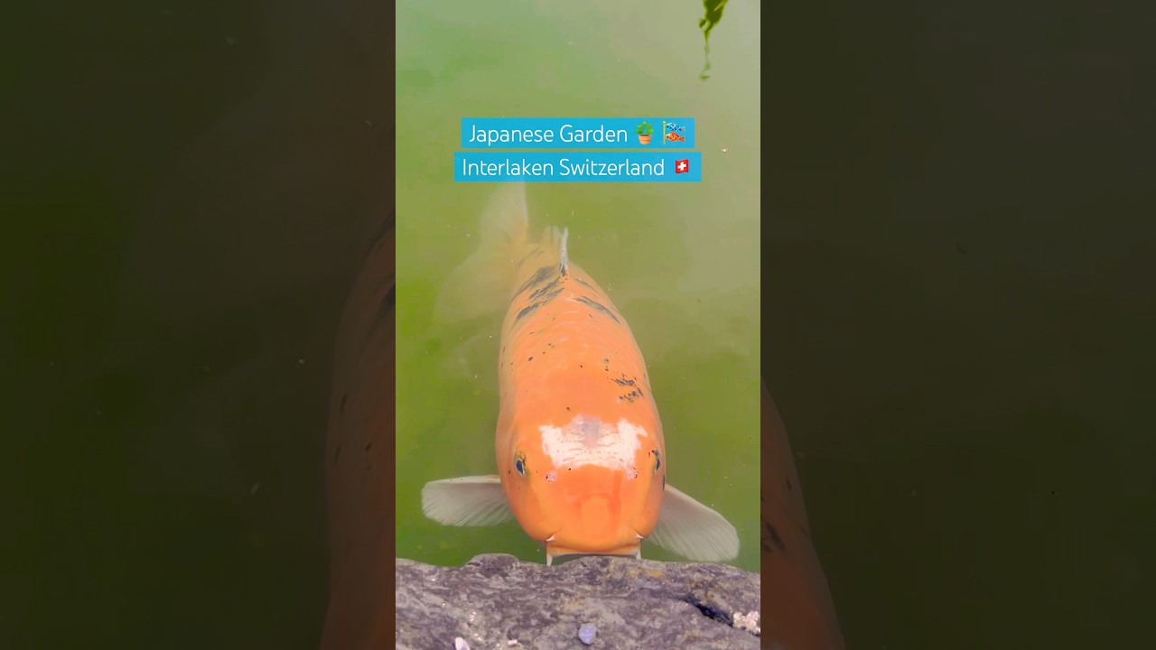 YouTube Short thumbnail